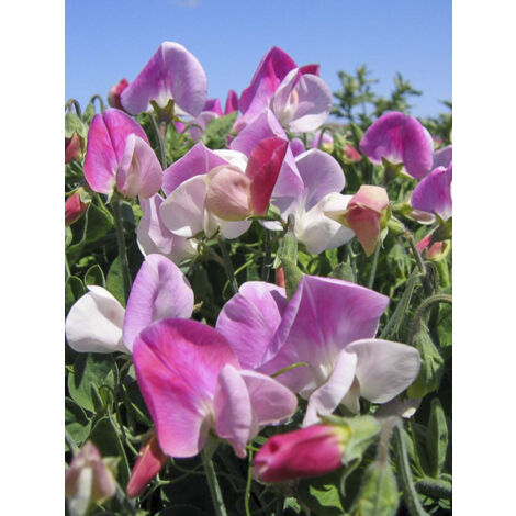 Pois de senteur nain 'Cupid Pink' le sachet de 25 graines (2,5g)