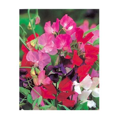 POIS DE SENTEUR SPENCER - 5 G - GRAINES DE FLEURS