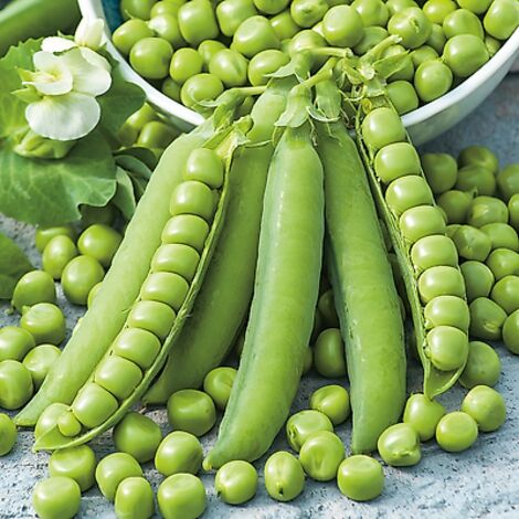 POIS DORIAN - 150 G - GRAINES DE LEGUMES