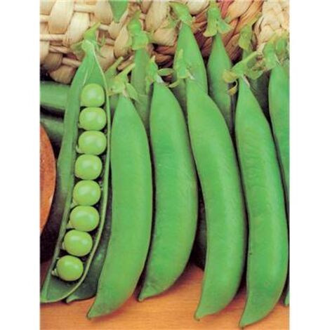 POIS DOUCE PROVENCE - 300 G - graines