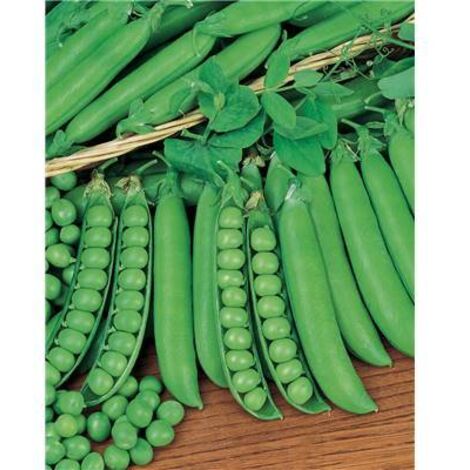 POIS EXPRESS LONGUE COSSE GENEREUX 150 G - GRAINES