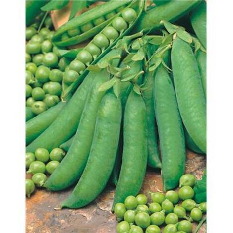 POIS EXZELLENZ - 750 G - graine