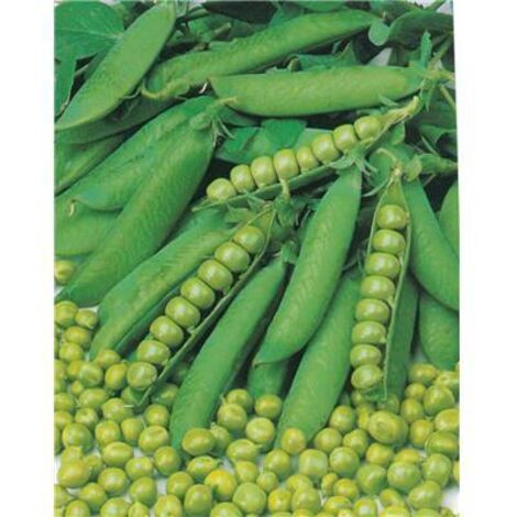 POIS MERVEILLE DE KELVEDON - 150 G - Graines
