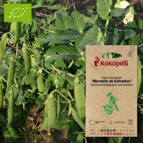 Pois Merveille de Kelvedon