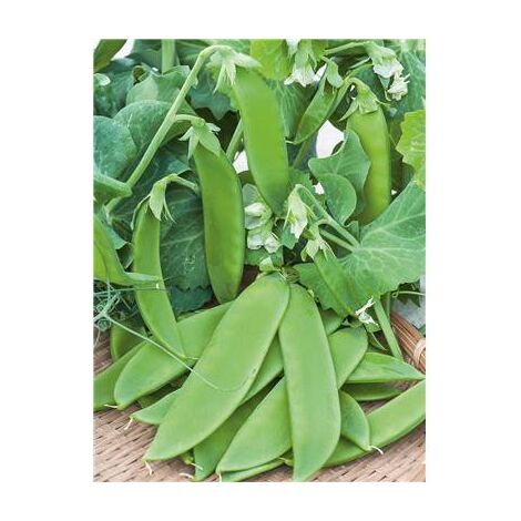 POIS NORMAND - 150 G - graines