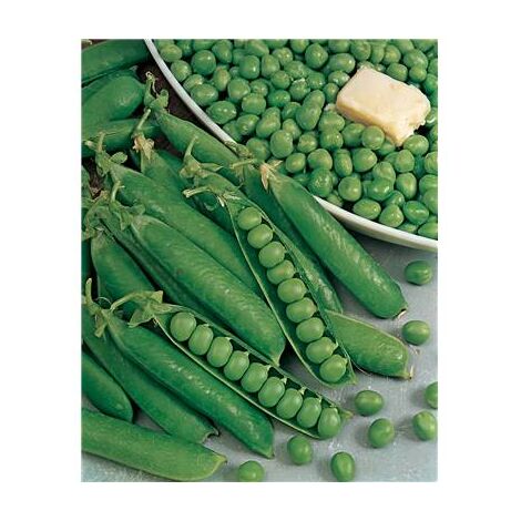 POIS ONWARD - 150 G - Graines