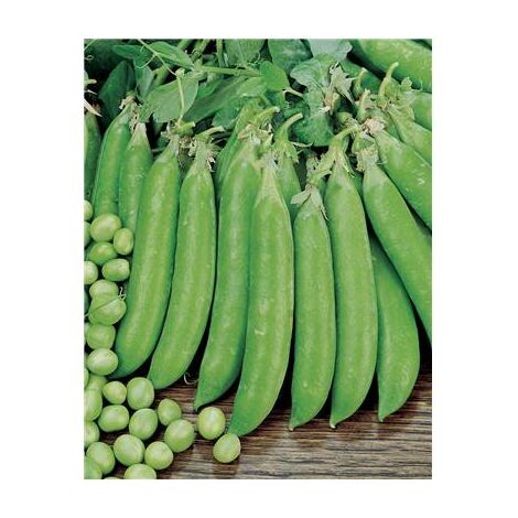 POIS PETIT PROVENCAL - 150 G - Graines