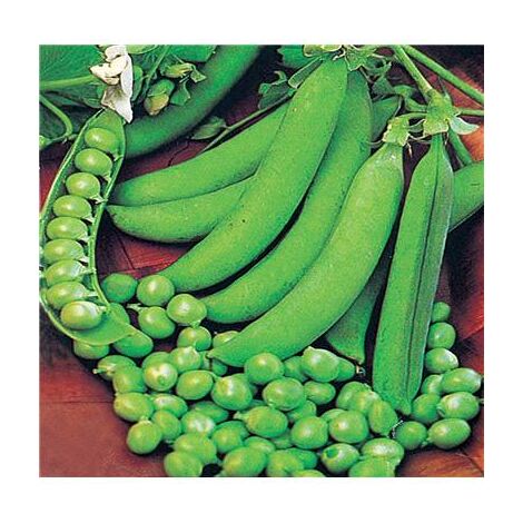 POIS PLEIN LE PANIER - 300 G - Graines