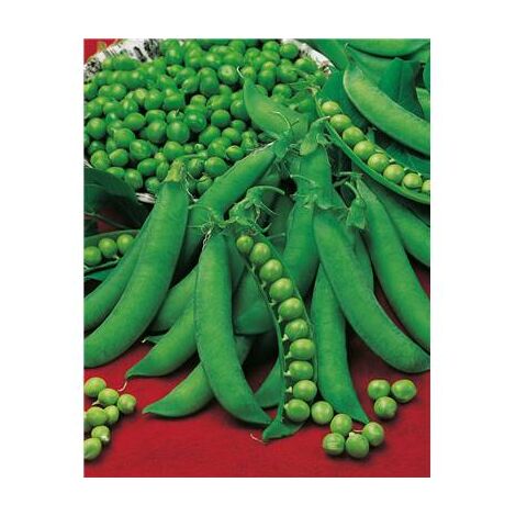 POIS SERPETTE GUILLOTEAUX - 150 G - Graines