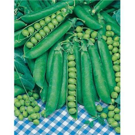 POIS TELEPHONE A RAME - 750 G - Graines