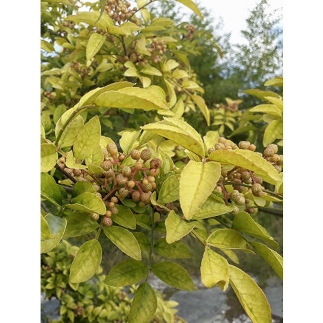 Poivrier coréen Pot de 4L/5L