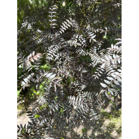 Poivrier du Sichuan 'Black Magic' Pot de 2L/3L