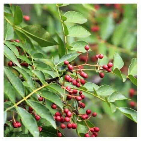 PÉPINIÈRES NAUDET Poivrier du Sichuan (Zanthoxylum piperitum)