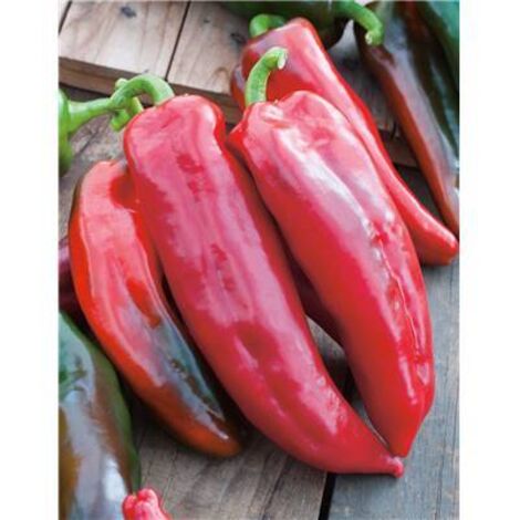 POIVRON CORNO DI TORO ROSSO - 1 G - GRAINES DE LEGUMES