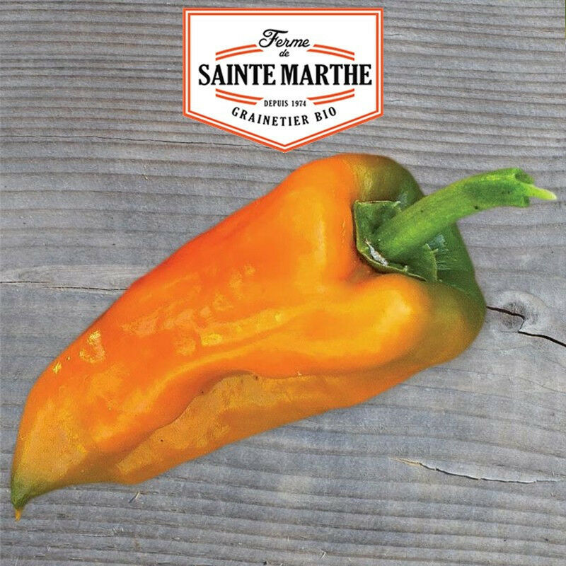 Poivron petit Marseillais 30 graines - La ferme Sainte Marthe