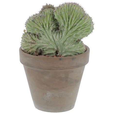 Polaskia Chichipe Crestata - Cactus Pianta Grassa Vera - H 20-30 cm e Vaso in Terracotta Ø 14 cm