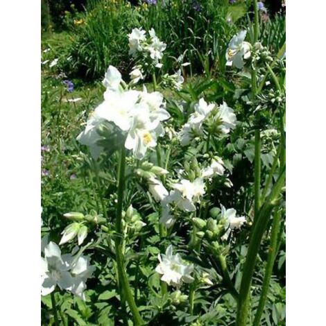 Polemonium caeruleum 'Album' Godet de 8/9 cm