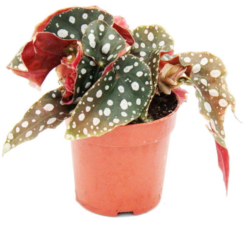 Polka-Dot Begonia - Mini - Truite Begonia - Begonia maculata wightii - 7cm