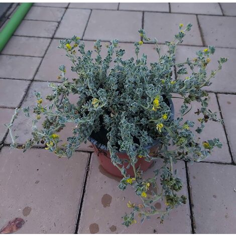 Polygonum Capitatum V15