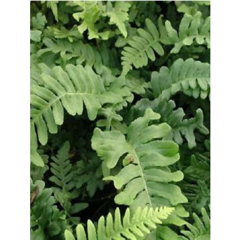 Polypode commun 'Bifido Multifidum' Godet de 8/9 cm