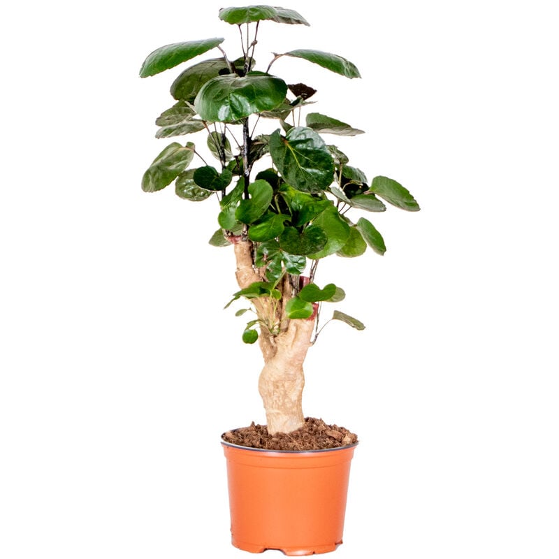 Bloomique - Polyscias 'Fabian chacun - Forte plante d'intérieur tropicale en pot de pépinière ⌀12 cm - ↕40 cm - Green