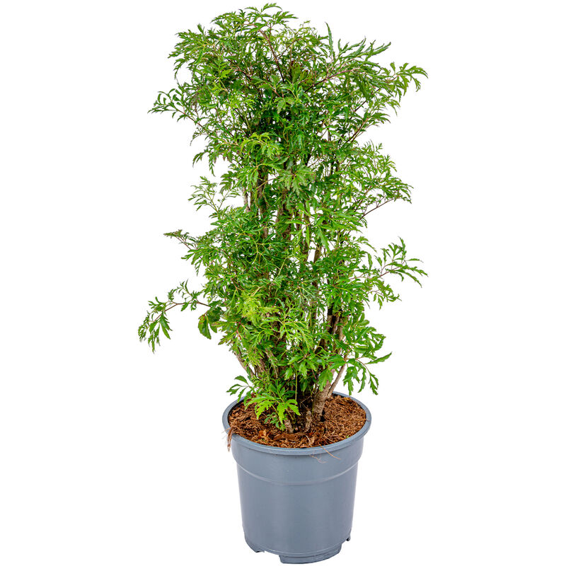 Bloomique - Polyscias 'Fruticosa' - Aralia - Plante d'intérieur - Plante purificatrice d'air pour l'intérieur - ⌀17 cm - ↕60 cm - Green