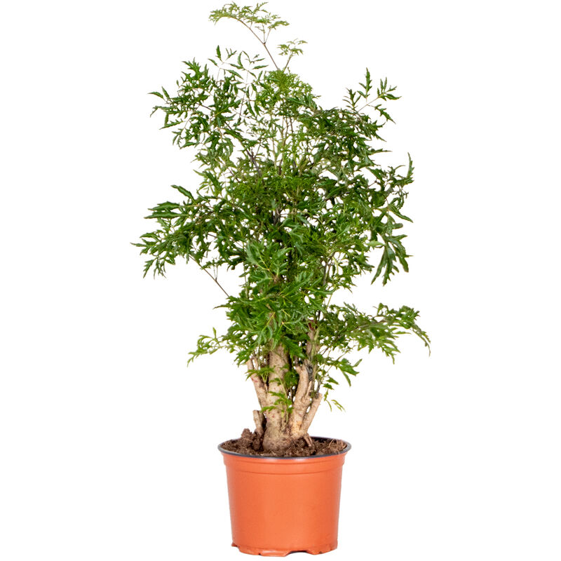 Bloomique - Polyscias Ming - Aralia - Plante d'intérieur - Spécial - ⌀12 cm - ↕ 30-40 cm - Green