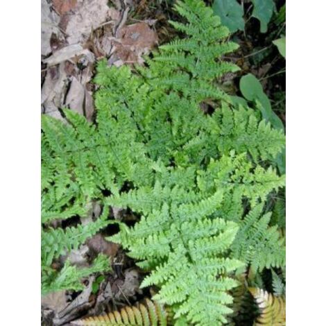 Polystic dilaté 'Crispa Whiteside'