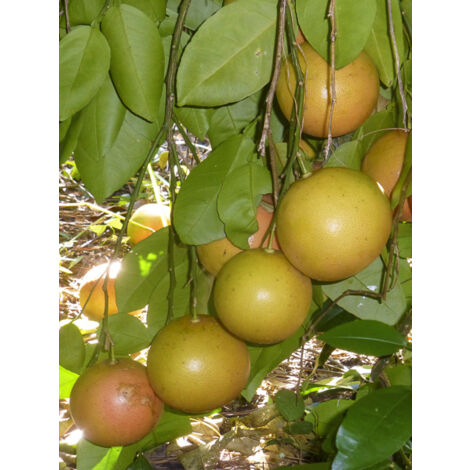 Pomelo Pot de 4L/5L, 1/4 de tige 50/60cm