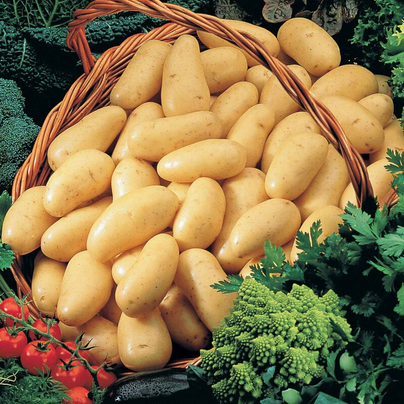 25 Pommes de terre Amandine - 25 - Willemse