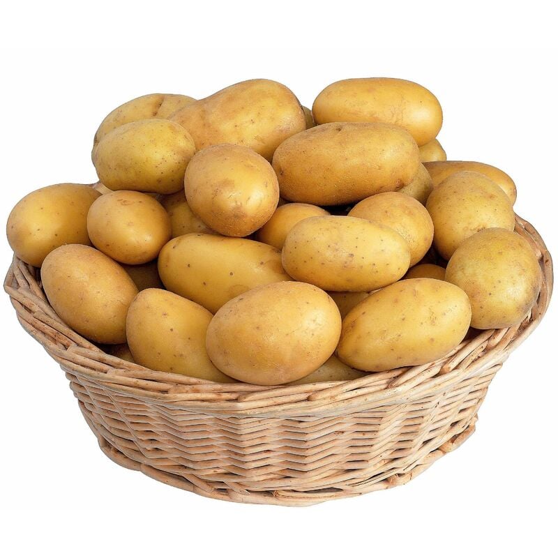 25 Pommes de terre Blanche Bio - 28 - Willemse