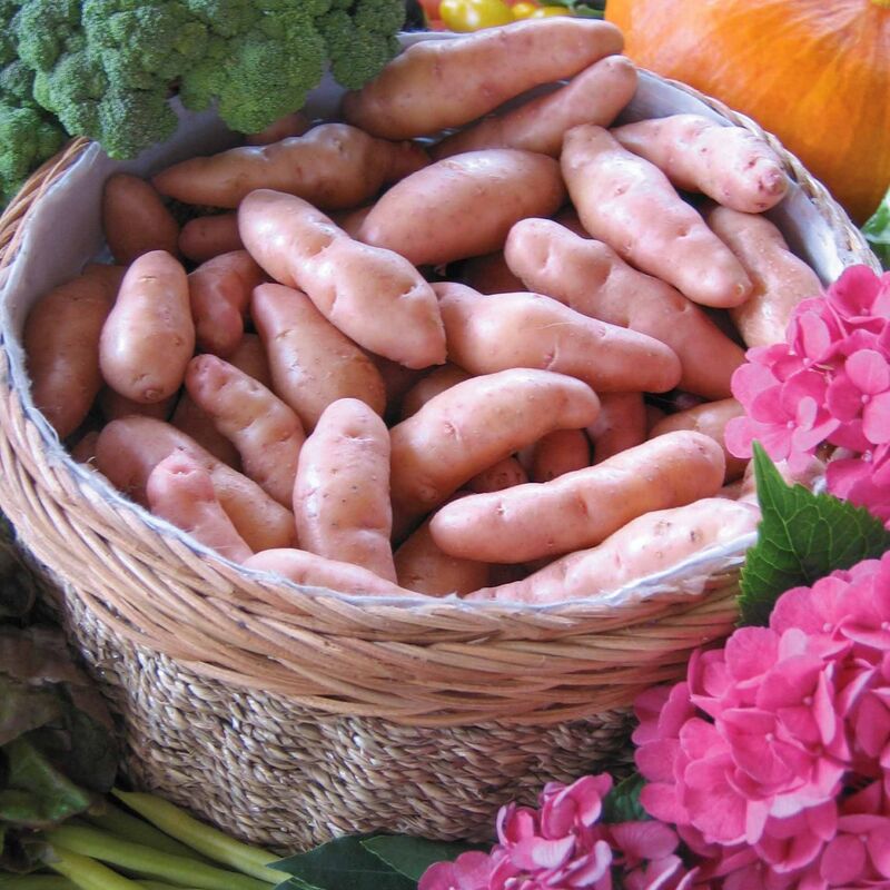 25 Pommes de terre Corne de Gatte - Pink fir Apple - 25 - Willemse
