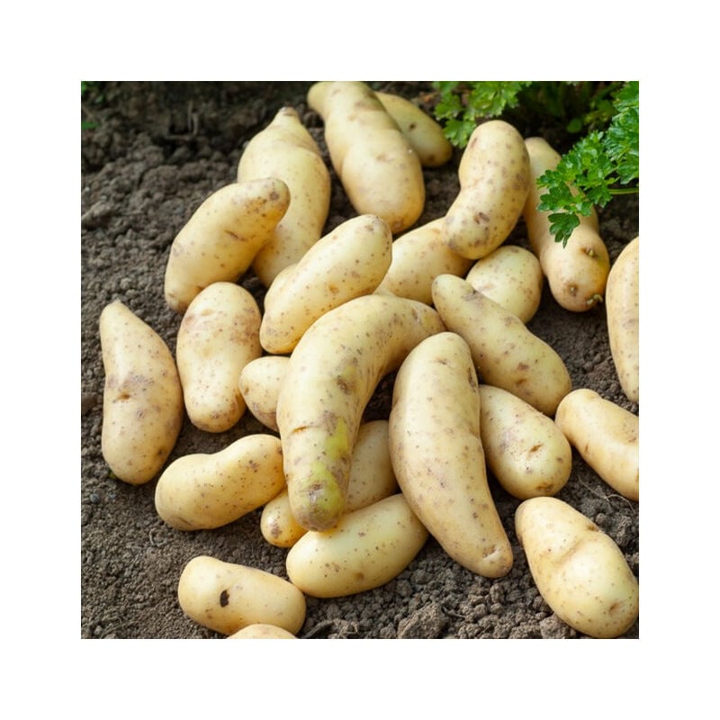 25 Pommes de terre Ratte - 25 - Willemse
