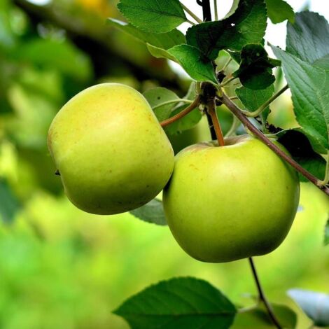 Pommier colonnaire Amboise® 'Delcogra'/Pot de 7,5L - 80/100 cm