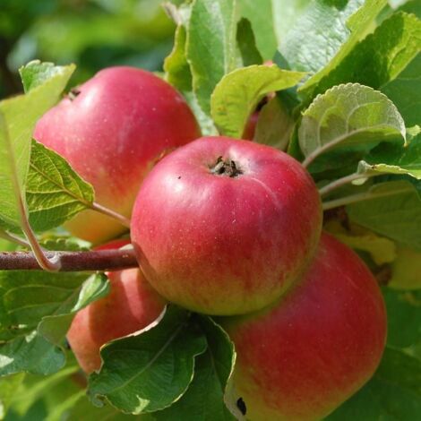 Pommier colonnaire Chenonceau® 'Delcoga'/Pot de 7,5L - 80/100 cm