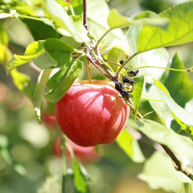 Plantes Avenue - Pommier colonnaire Bellerina® Polka/Pot de 6L