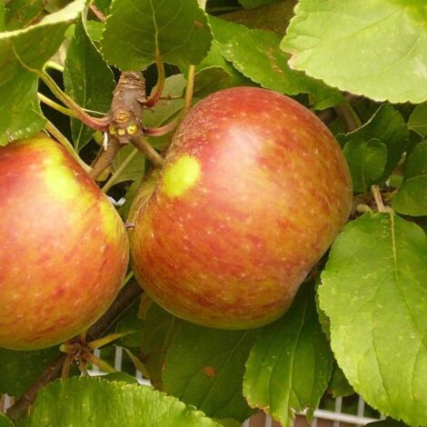 Pommier Croquella® 'Delgrina'/Pot de 10 Litres - 1/4 tige