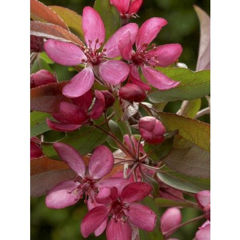 Pommier d'ornement 'Diable Rouge' Pot de 12L/15L