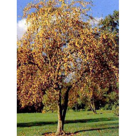 Pommier d'ornement 'Golden Hornet' Pot de 4L/5L