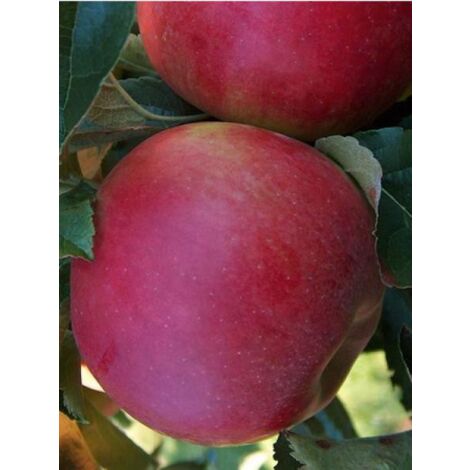 Pommier 'Idared' Pot de 12L/15L, Demi-Tige