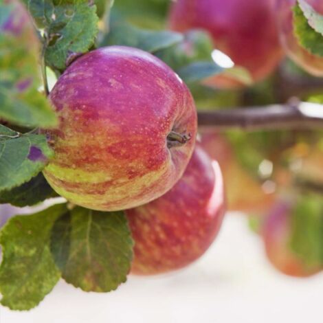 Pommier 'Jonagold' (Malus domestica 'Jonagold')