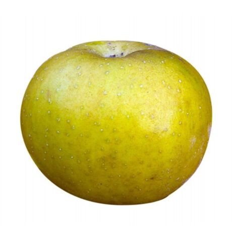 Pommier 'Patte de Loup' (Malus domestica 'Patte de Loup')