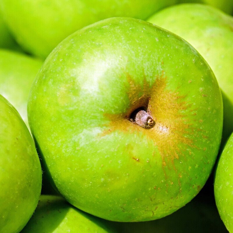 Pommier Granny Smith/Pot de 10L