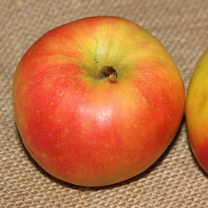 Pommier Jonagold/Pot de 12L