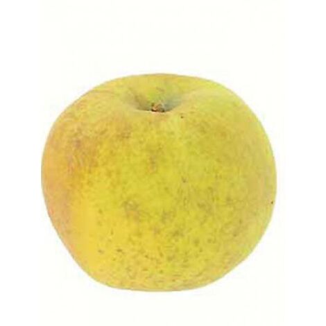 Pommier 'Reinette Blanche du Canada' Pot de 7,5L/10L, Gobelet