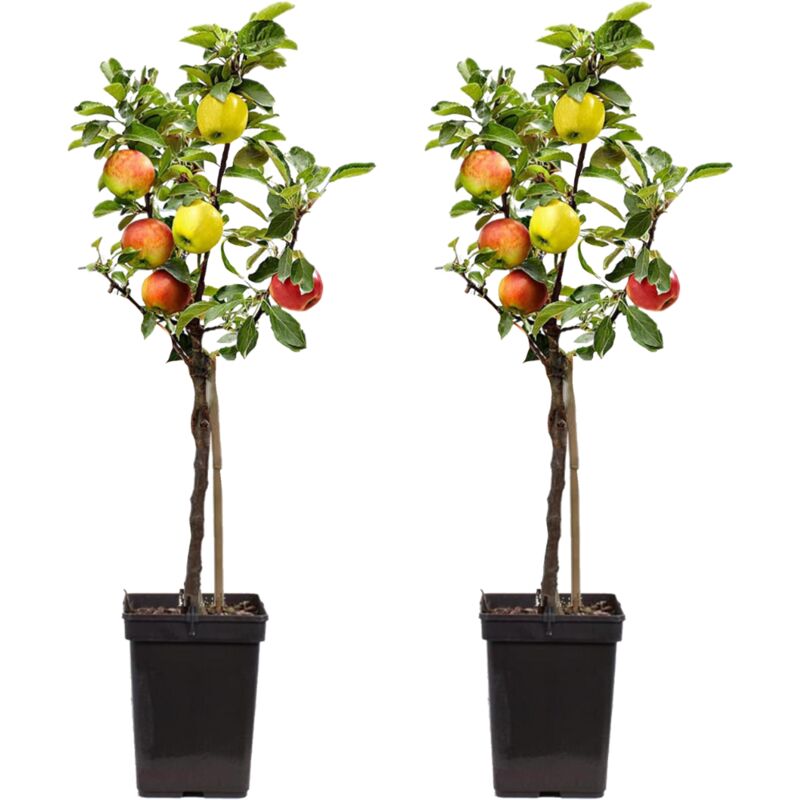 Plant In A Box - Pommier 'Trio' x2 - Malus - Pot 17cm - Hauteur 60-80cm - Rose