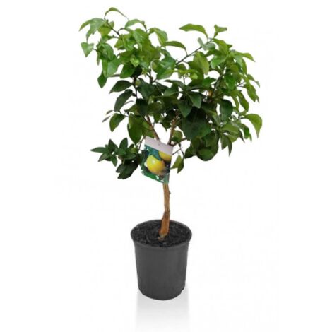 Pianta Di Kumquat Fortunella - Agrumi Siciliani In Vaso ø22 Cm, H 70-80 Cm - Foto 10