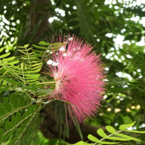 Pompon du marin - Calliandra surinamensis/Pot de 3L - 40/60 cm