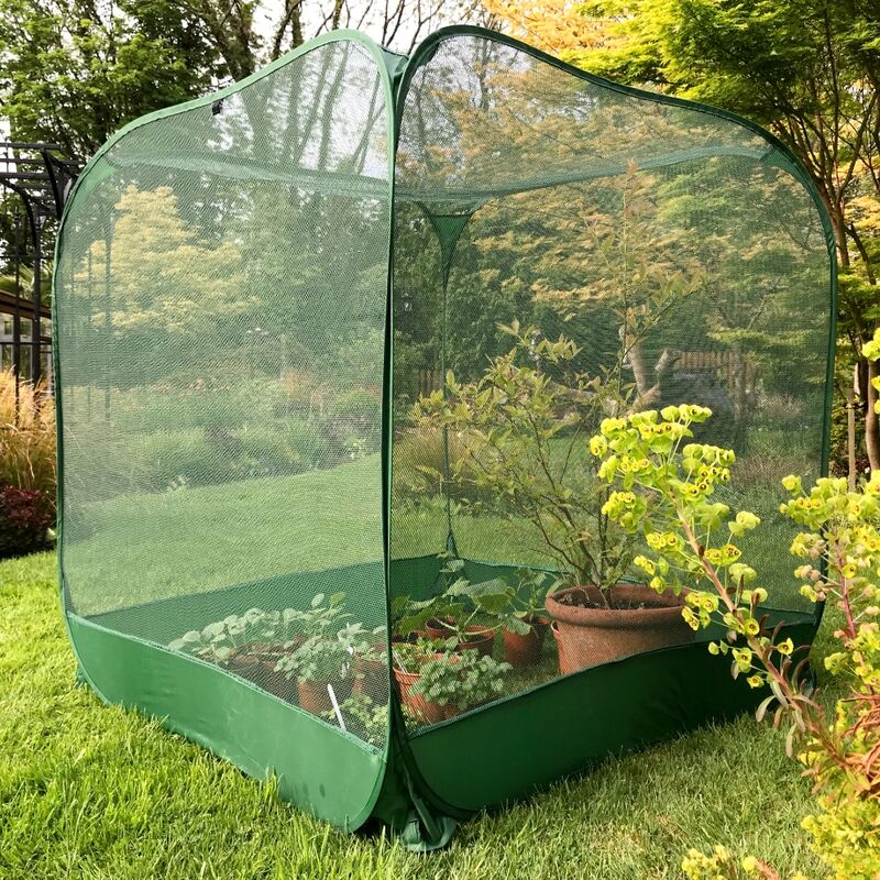 Pop-up Net Fruit Cage (without door) - 1.0m x 1.0m x 1.35m High