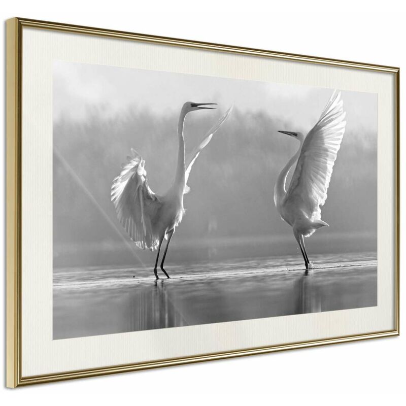 

Rtgs - Póster - Black and White Herons Medidas 60X40